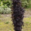 Бузина черная Black Tower С7.5