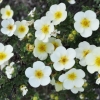 Лапчатка Primrose Beauty c5