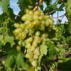 Виноград сорт Аркадия c3