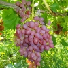 Виноград сорт кишмиш Лучистый с5