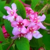 Вейгела Pink Princess с5
