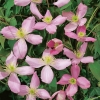 Клематис Fragrant Spring c5
