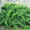 Можжевельник Tamariscifolia с20