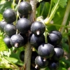Смородина черная Багира с5