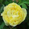 Пион ИТО-гибрид Yellow Crown с7.5