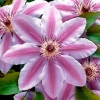 Клематис Nelly Moser c5