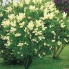 Сирень Primrose с7.5