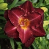 Лилейник Burgundy Love с5