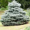 Ель колючая Glauca Globosa 80/100