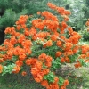 Рододендрон желтый Gibraltar с7.5