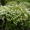 Спирея японская Albiflora с5