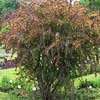 Барбарис Тунберга Atropurpurea с10