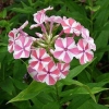 Флокс метельчатый Peppermint Twist с5