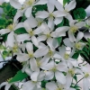 Клематис Grandiflora c5
