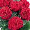 Гортензия Hot Red с7.5