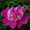 Пион Exotic Flower Flower с5