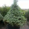 Ель колючая Sester Dwarf 2,75-3,00 м