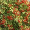 Калина обыкновенная Compactum 125/150