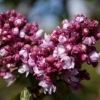 Сирень Frankfurter Frühling c7.5