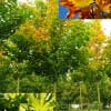 Клен остролистный Emerald Queen 10/12