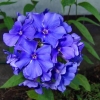 Флокс метельчатый Blue Boy с5