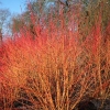 Дерен Annys Winter Orange с7.5