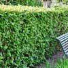 Кизильник блестящий с12