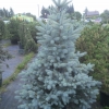 Ель колючая Blue Diamond 250/300