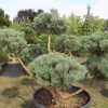 Сосна Watereri Bonsai 7xv WRB W150-200 H150-175