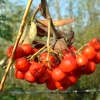 Рябина обыкновенная Sheerwater Seedling 200/250