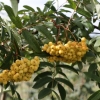 Рябина Golden Wonder 8/10