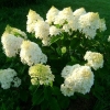 Гортензия Whitelight с7.5
