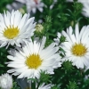 Астра новобельгийская White Ladies с5