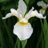 Ирис Snow Queen с3
