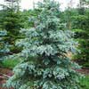 Ель колючая Glauca С160 200/250
