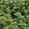 Пихта корейская Glauca