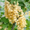 Смородина Witte Hollander c5
