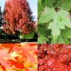 Клен Фримана Autumn Blaze 14/16