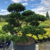 Сосна bonsai 6xv Br150-200 H125-150