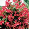 Вейгела Red Prince с7.5
