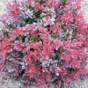 Барбарис Тунберга Atropurpurea Nana с7.5