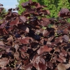 Лещина Purpurea c7.5