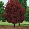 Клен остролистный Crimson Sentry 18/20 Sol