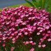Камнеломка Арендса Carpet Purple Robe с3