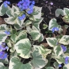 Бруннера крупнолистная Variegata с3