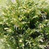 Можжевельник казацкий Variegata С25