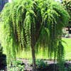 Лиственница Pendula Pа180