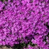 Флокс шиловидный Atropurpurea с5