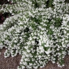 Чубушник Snowbelle С5