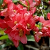 Айва Pink Lady с15